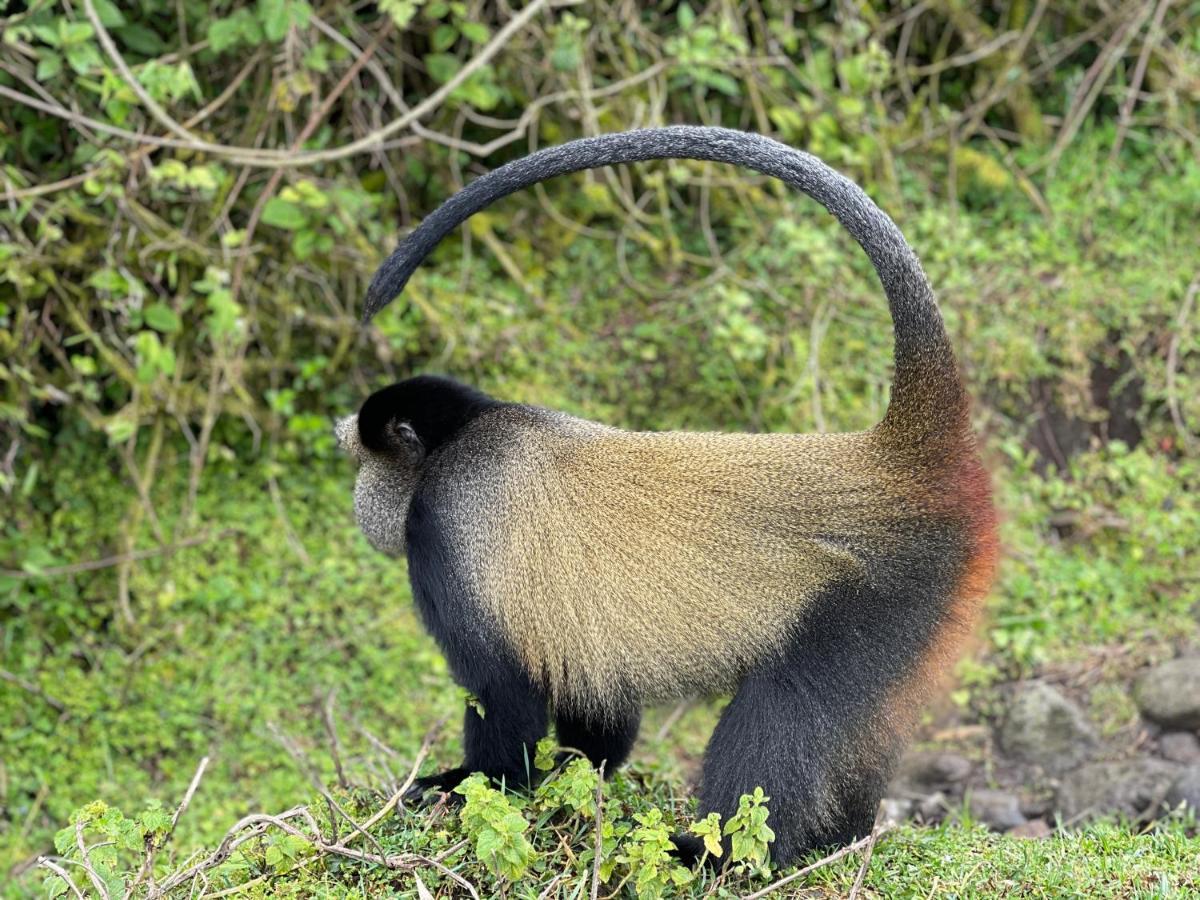 Virunga Homes Ruhengeri Luaran gambar