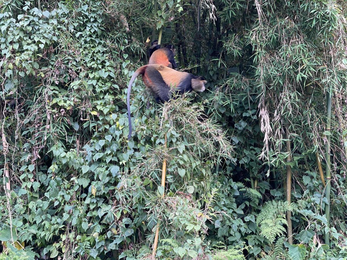 Virunga Homes Ruhengeri Luaran gambar