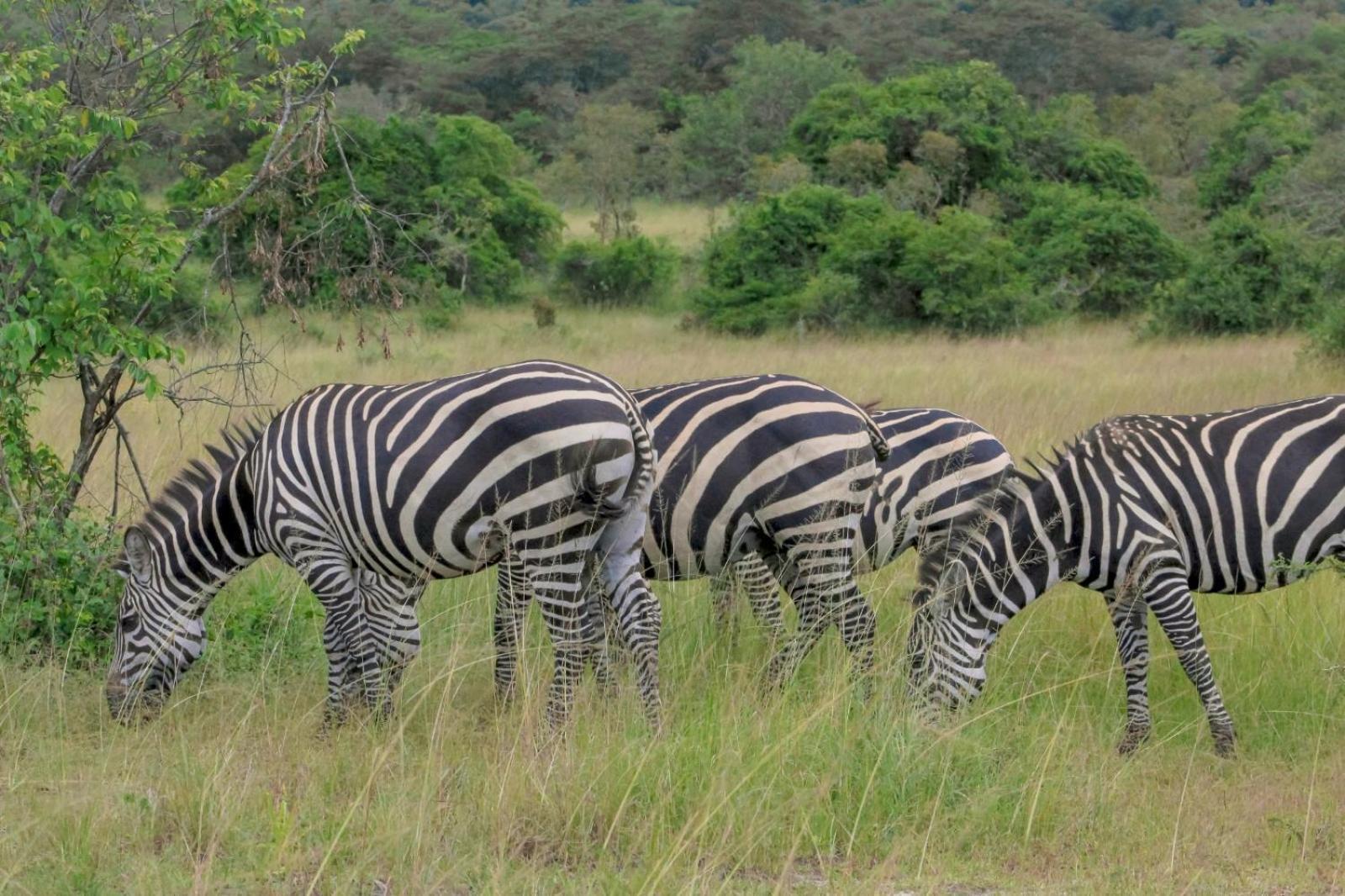 Virunga Homes Ruhengeri Luaran gambar